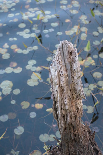 A close-up view of a weathered, broken wooden post protruding from the edge of a pond or small lake, with a surface covered in vertical ridges and cracks. The post is positioned in the foreground, with the water and floating lily pads in the background. The pond's surface showcases green, yellow, and white lily pads scattered across the calm water, some with small leaves and stems visible. Soft natural light illuminates the scene, highlighting the texture of the decayed wood and the reflections on the water. This setting captures a natural, outdoor environment, possibly near a garden or park, with no visible moving equipment or furniture, but it provides context for outdoor or nature-related scenes, useful in discussions about property surroundings during house removals or relocations by Man with Van Sydenham.